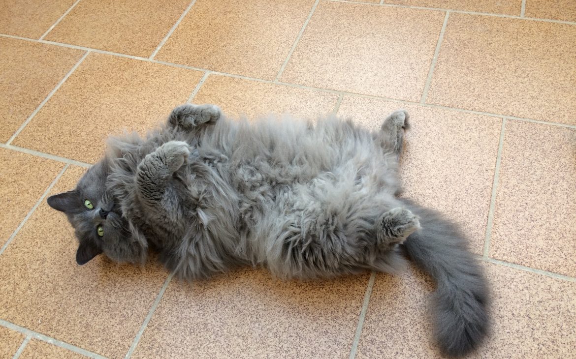 La excursión de Silvia