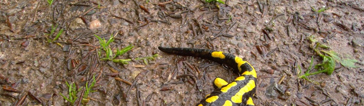 Salamandra