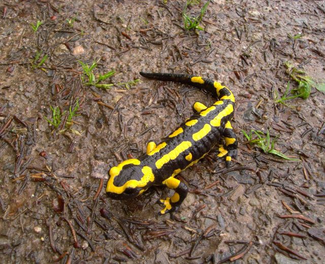 Relato: Salamandra